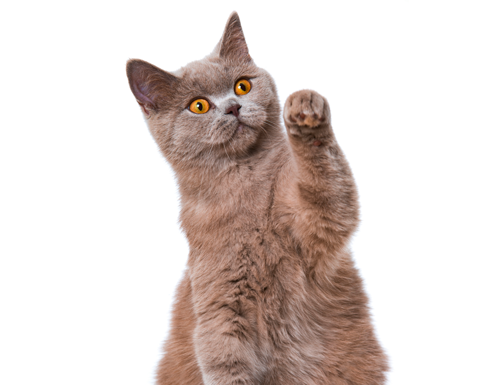 Poišči imena živali