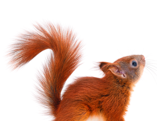 Kje živijo živali?